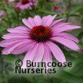 ECHINACEA purpurea 'Magnus' 