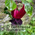 FUCHSIA 'Blacky'  