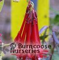 FUCHSIA boliviana  