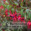 Fuchsia 'Riccartonii' from Burncoose Nurseries