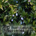Small image of GALANTHUS