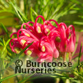 GREVILLEA 'Olympic Flame'  