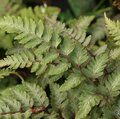 Small image of HARDY FERNS