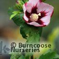 Small image of HIBISCUS