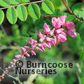 INDIGOFERA potaninii  