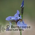 Buy Siberian iris ( syn. Iris sibirica Perry's Blue ) Iris Perry's Blue:  £8.99 Delivery by Crocus