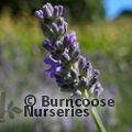 LAVANDULA angustifolia 'Imperial Gem' 