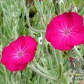Small image of LYCHNIS