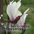 MAGNOLIA cylindrica 'Bjuv' 