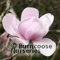 MAGNOLIA campbellii subsp. mollicomata 'Lanarth' 'Bishop Michael'