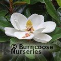 MAGNOLIA grandiflora  