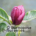 MAGNOLIA 'Mighty Mouse'  