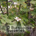 MAGNOLIA obovata 'Pink Flush' 