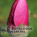 MAGNOLIA sprengeri 'Westonbirt' 