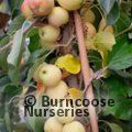 MALUS 'Jelly King'  
