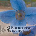 Small image of MECONOPSIS