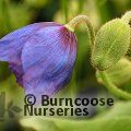 MECONOPSIS 'Slieve Donard'  