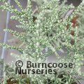 OLEARIA lepidophylla  'Silver Knight' 