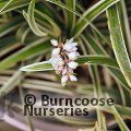 Small image of OPHIOPOGON