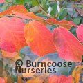 Small image of PARROTIA