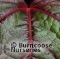 Small image of PARTHENOCISSUS