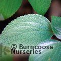 Small image of PLECTRANTHUS