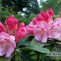 RHODODENDRON 'Lem's Monarch'  