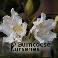 RHODODENDRON 'Cunningham's White'  