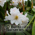 RHODODENDRON decorum  