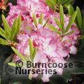 RHODODENDRON 'Hachmann's Charmant'  