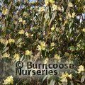 RHODODENDRON lutescens  