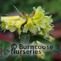 RHODODENDRON 'Yellow Hammer'  