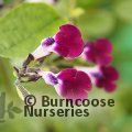 SALVIA 'Amethyst Lips'  