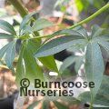 Small image of SCHEFFLERA