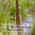 SESLERIA autumnalis  