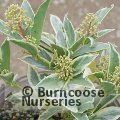 Small image of SKIMMIA