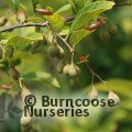 STYRAX confusus  