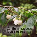 STYRAX hookeri  