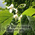 STYRAX odoratissimus  