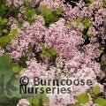 SYRINGA meyeri 'Palibin' 