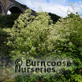 Small image of THALICTRUM