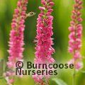 VERONICA spicata 'Rotfuchs' 