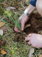 pick new split clump to replant
