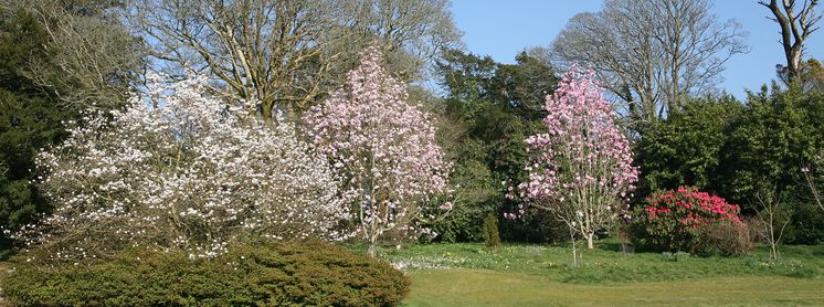 Magnolias in flower in the Burncoose Gardens in April.
