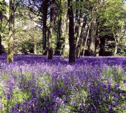 Bluebells in the Burncoose Nurseries Garden