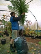 4. If the temperature gets really cold tie up the leaves, as this will help to protect