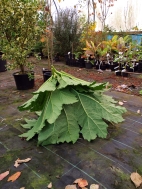 10. Creating a protective wigwam of leaves