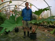 1. The gunnera to be protected