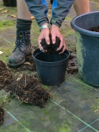 12. If planting in pots use home made compost or good quality compost and put a layer in base of pot. If replanting in ground dig hole and add compost 