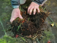 3. If in a pot use hands to break fair sized clumps. If in ground use fork to dig up small sections.